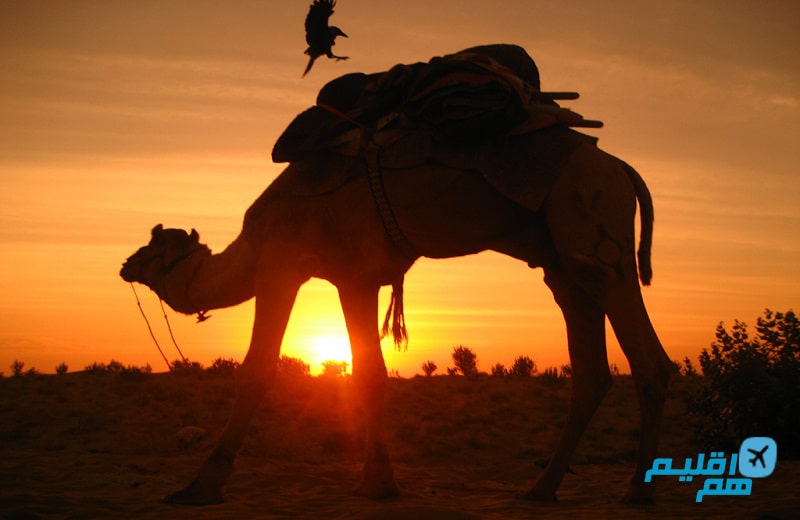 شتر سواری در سافاری دبی