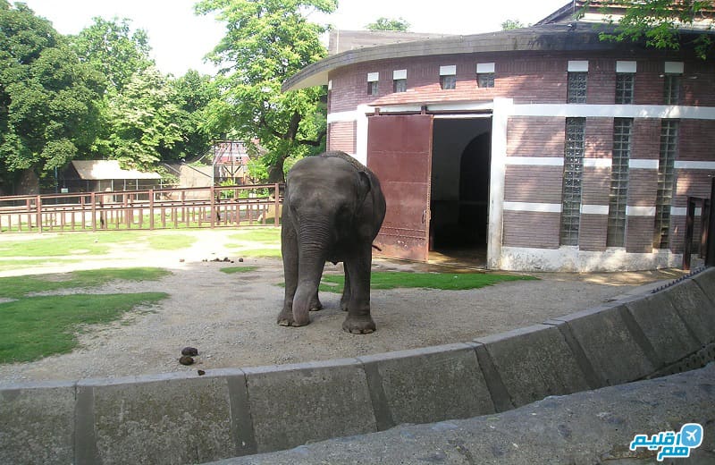 حیوانات در باغ وحش بلگراد