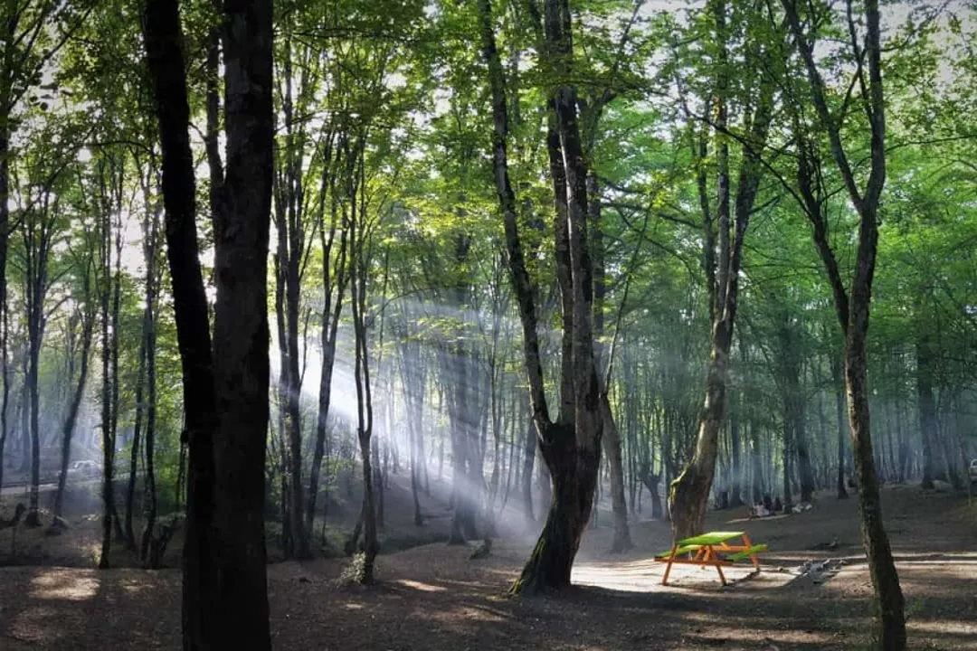 پارک جنگلی ناهار خوران گرگان | راهنمای جامع بازدید، جاذبهها و امکانات 2 جنگل ناهار خوران