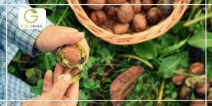 بهترین نهال گردو