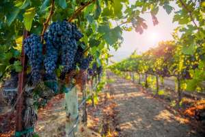 grape vineyard image e1591885122590