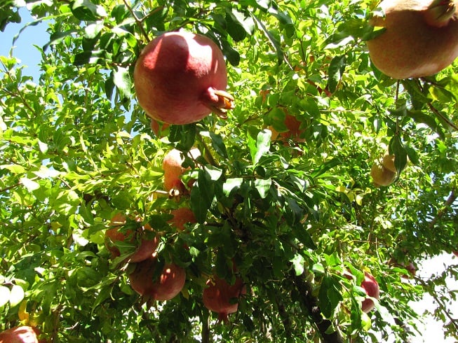 جاذبه های درجزین شهر یاقوت سرخ کویر 3