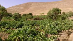ضیاءآباد 1