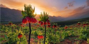 دشت لاله های واژگون