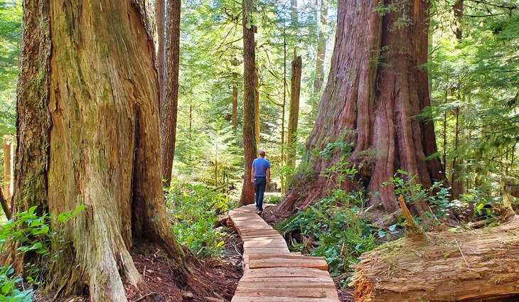 canada tourist attractions vancouver island old growth forest eden grove