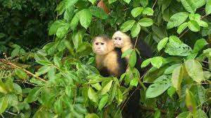 جزایر میمون در پاناما سیتی