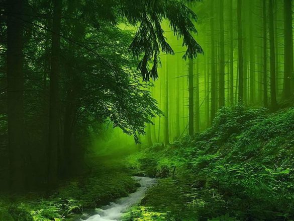 بهترین جنگل‌ های ایران برای طبیعت گردی + عکس و آدرس