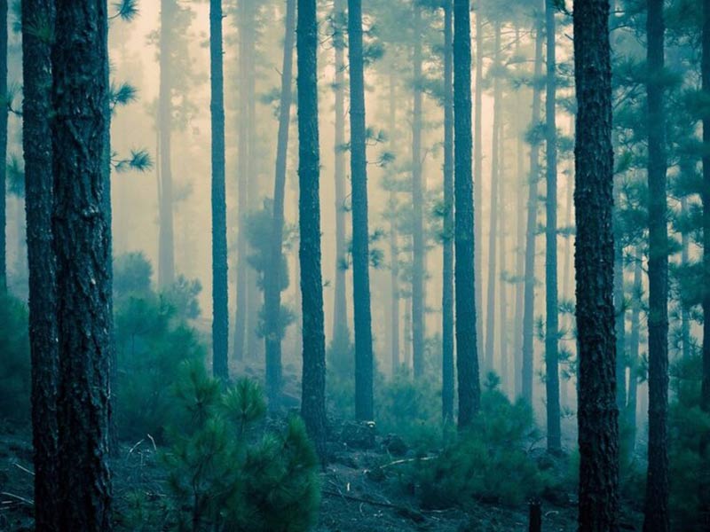 آیا امکان بازدید از جنگل جیغ وجود دارد؟