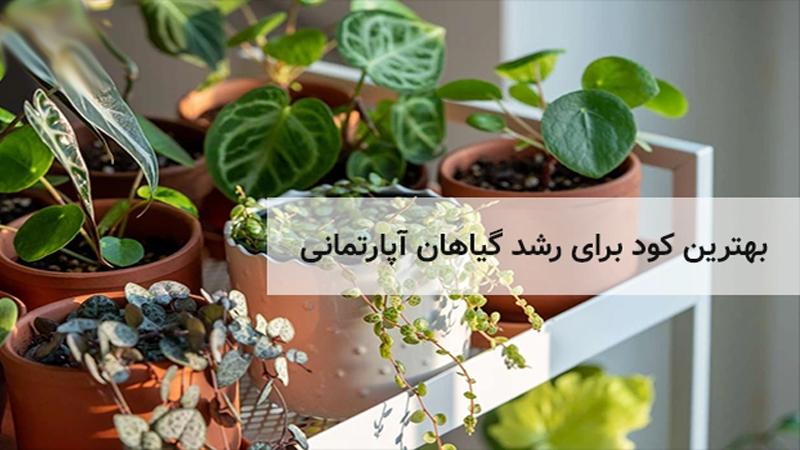 بهترین کود برای رشد گیاهان آپارتمانی