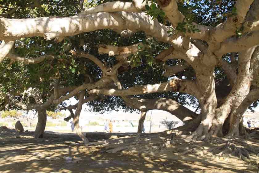 درخت مکرزن