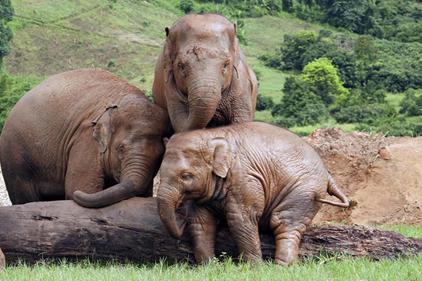 پارک طبیعت فیل تایلند