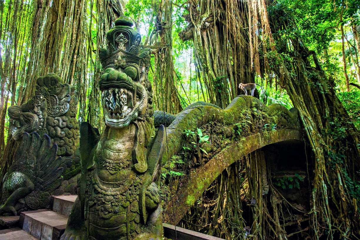 جنگل میمون‌ها در منطقه ابود بالی